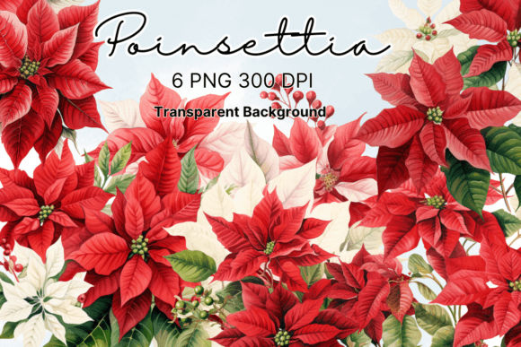 Poinsettia Christmas Flowers Clipart for Modern Illustrations